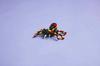 31159 - Lego Creator - Wilde Tiere: Erstaunlicher Spider