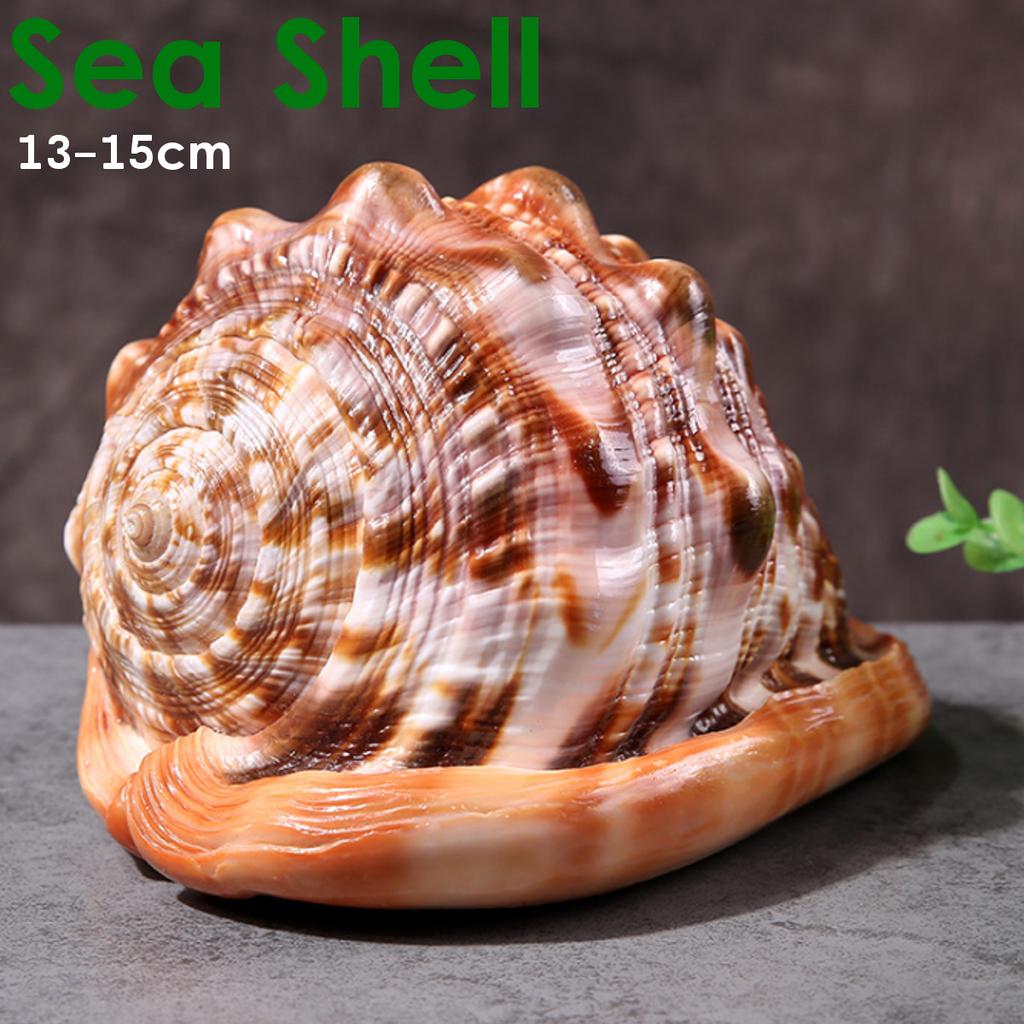 Buy Natural Bull's Mouth Helmet Conch Shell Coral Sea Snail Fish Tank ...