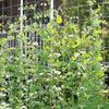 Heavy-Duty Polyester Garden Trellis Netting, Square Mesh - Durable, Easy-to-Use Plant Support for Climbing Plants