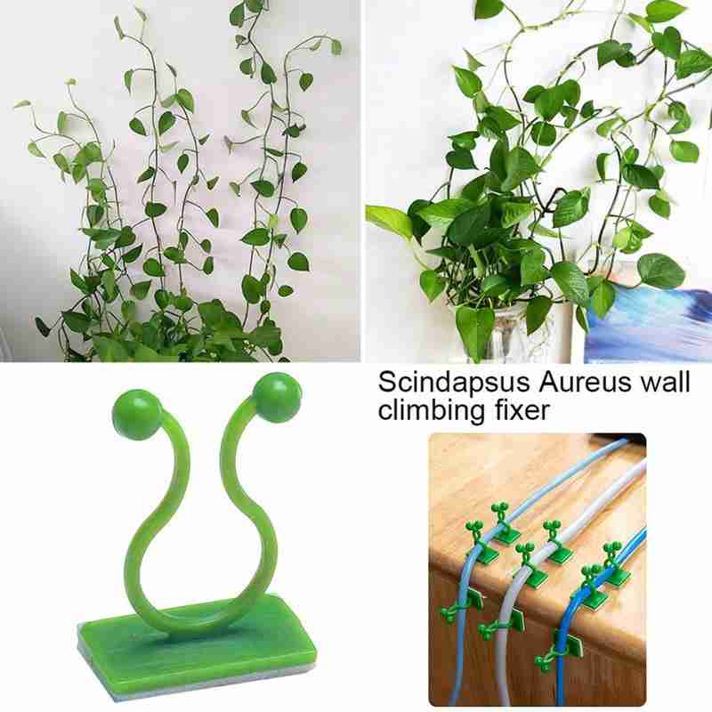 Rattan Plant Climbing Wall Clip Garden Vine Support Indoor Invisible Hook Useful Rattan Plant Climbing Wall Clip Garden Vine Support Indoor Invisible Hook Useful