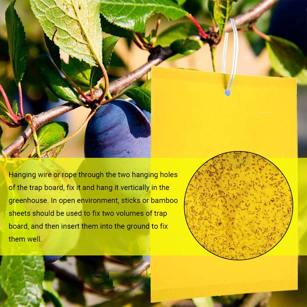 50x Klebefalle Fruchtfliegen Fliegenfalle Insekt Gelbe Klebefallen Klebefliegenpapier