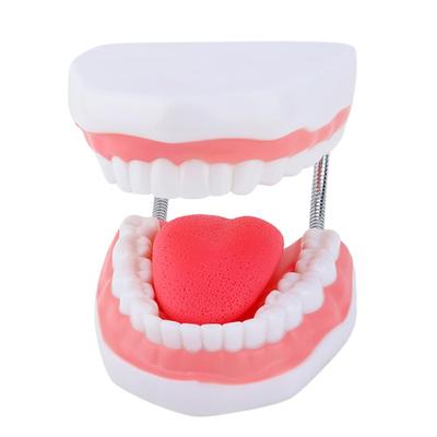 Ideastore Tooth 6x Upper and Lower Mouth with Opening and for Toothbrushing Dental 49cm Model, Magnification, Large, Jaws, Tongue, Closing,