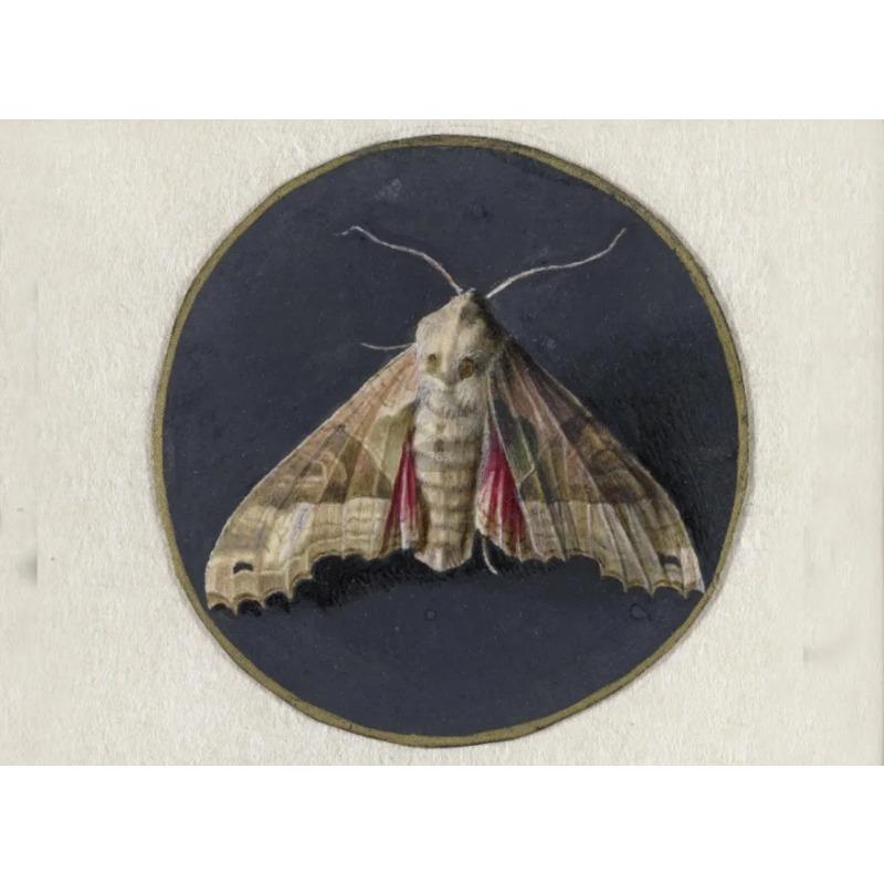 Vintage Spider Antique Bat Raven Moth Butterfly Gothic Art Poster Canvas Painting Wall Prints Picture Dark Academia Decoration