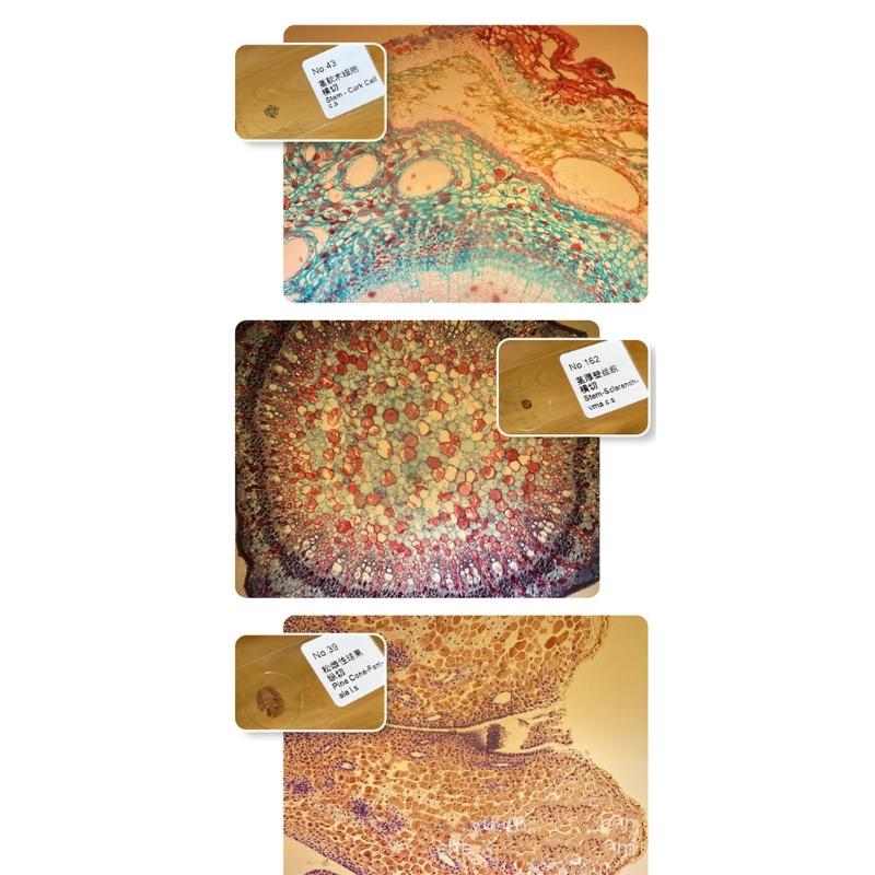 Mini Microscope 400x for Smartphone Camera Lighted Portable LED Lens Digital Microscope Camera Magnifier