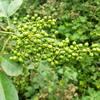 Sichuan Peppercorns 250g Organic Herbal Spice Natural Flavor Enhancer for Cooking