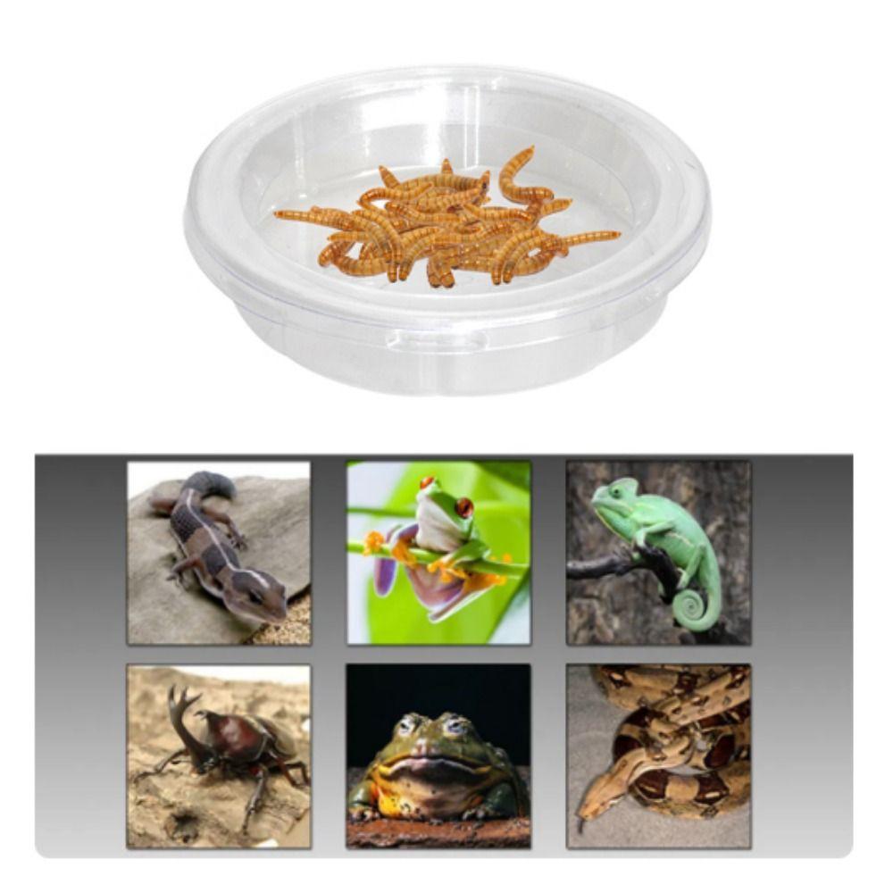 5pcs Pets Supplies Transparent Lizard Food Bowl Plastic Round Reptile Feeding Dish Reptile Terrarium Spider
