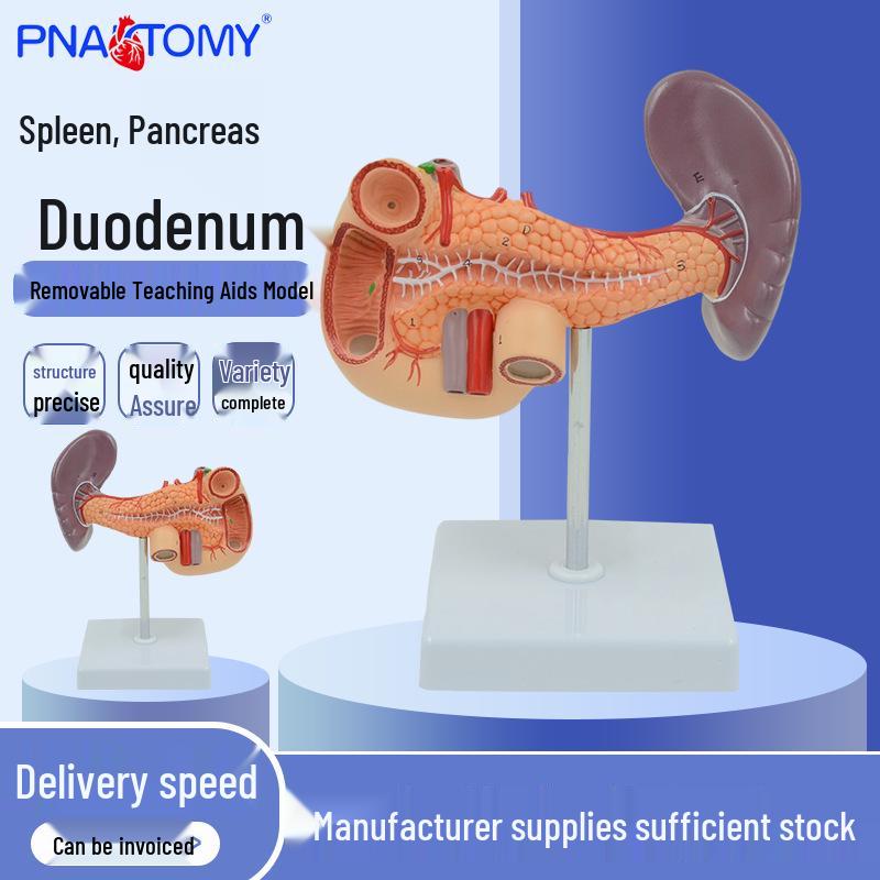 Human Organ Anatomy Model: Liver, Gallbladder, Pancreas, Spleen & Duodenum for Teaching & Science Exhibitions 20x10x6 cm