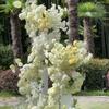 With Stem Hydrangea Dyed Edged Chrysanthemum New Fake Flower Ball  Photography Props