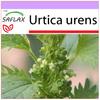 Dog Nettle - 150 Seeds - Urtica Urens