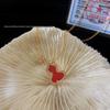 Gold Qilin Gourd Necklace with Red Chalcedony and 18k Rose Gold Clavicle Chain