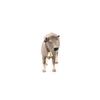 Schleich Farm World Brownfie 13874N (female)