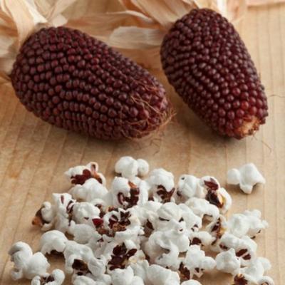 20 semi di mais alla fragola e mogano