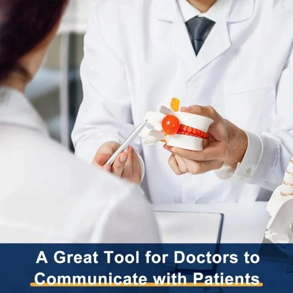 3D Model Lumbar Model Spine Demonstration Structure  Teaching Demonstration