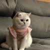 Ruffle Striped Dog Striped Vest Breathable Puppy Skirt Cute Two Legged Puppy Vest  Spring Summer