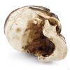 Resin 3'' Skull Figurine Office Statue Funny Ornaments Small Decoration