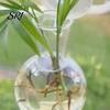 Wide Mouth Vase 2 Pcs Wall Hanging Terrariums Planter for Hydroponics Plants Clear Propagation Refrigerator Mounted Station Flower Home Office Living