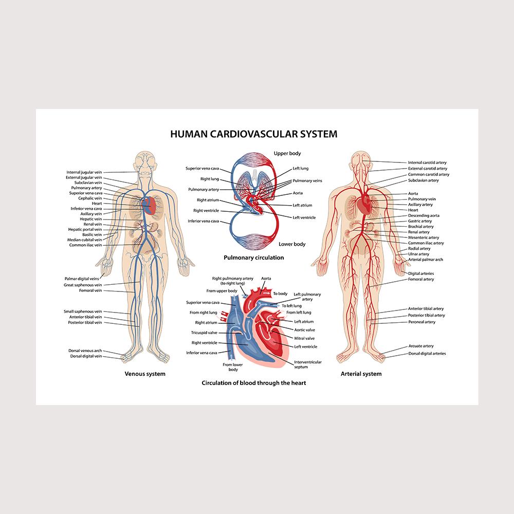 Posters e Impressões do Sistema Muscular Gráfico de Anatomia Corpo Humano Escola Ciência Médica Educacional Pinturas em Tela Decoração de Casa