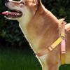 Dog Harness for Small Easy To Put On and Take Safe for Size S Circumference Dogs, Adjustable, Off, Lightweight, Comfortable, Durable, Anti-Pulling,