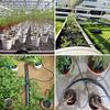 2/4-Way Drip Arrow Irrigation Set Gardening Water-Saving Drip Irrigation System Greenhouse Planting Watering 3/5Mm Hose Kit