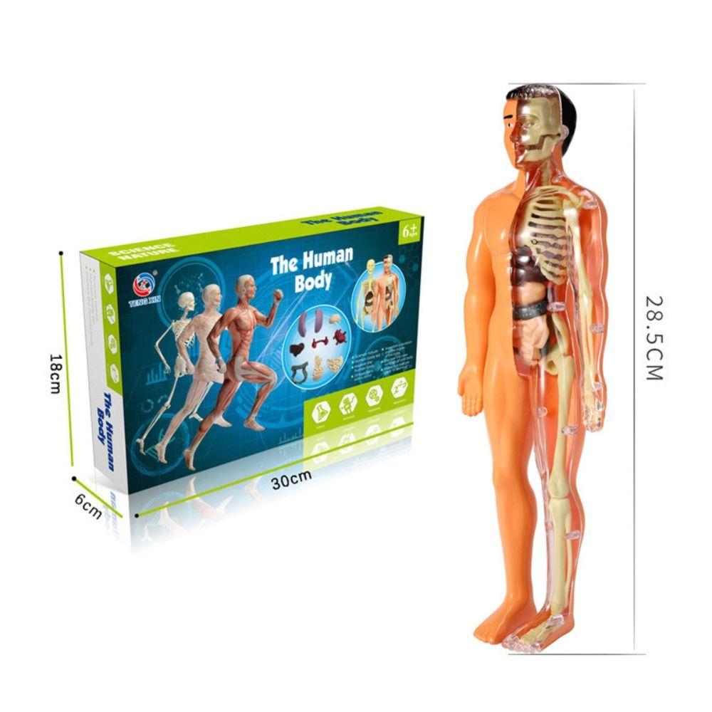 Anatomy Model Human Body Model Body Puzzle 3D Body Puzzle STEM Toys  Scientific Experiment