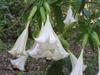 SAFLAX Angel's Trumpet White - 10 Seeds - Brugmansia Suaveolens