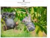 Resin Tree Hanging Animal Crafts: Koala Climbing, Panda on Swing