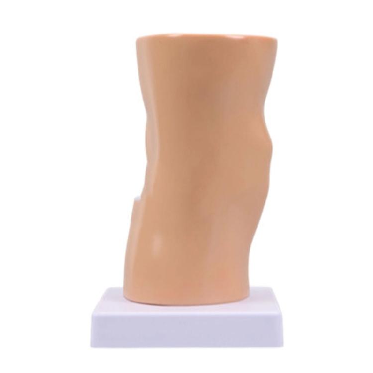 Educational Model Human Knee Joint Anatomy Model Teaching Aid Flexible Knee Joint Model for Science Education
