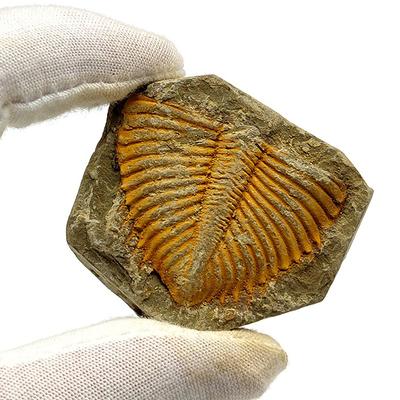 Ocean Animals Sample Model Rock Original Stone Teaching Science Fossils Specimen