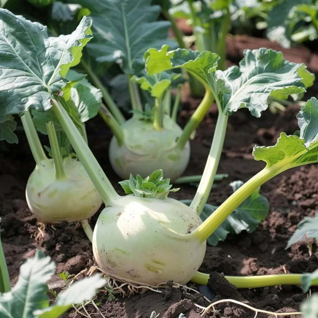 300 White Kohlrabi Seeds - Semi-Wild Permaculture