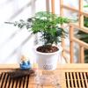 Asparagus Fern Hydroponic Bonsai for Indoor Decoration