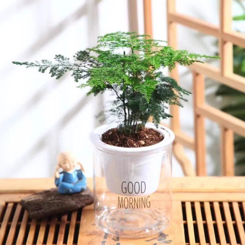 Asparagus Fern Hydroponic Bonsai for Indoor Decoration