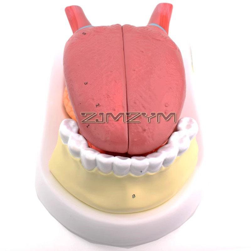 Simulation Human Tongue And Tooth Model, Detachable 4 Parts, Tongue Mandible, Tongue Anatomy Teaching
