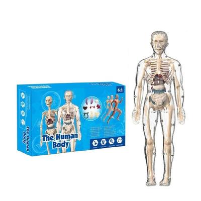 Klares Anatomiemodell eines menschlichen Skeletts mit abnehmbaren Organen, interaktives Lernspielzeug für Kinder ab 8 Jahren, für den Unterricht