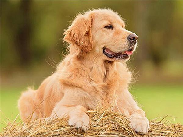 5d Diy Diamond Painting Labrador Dog Room Decor Diamond Embroidery Animal Natural Scenery Mosaic Crystal Picture