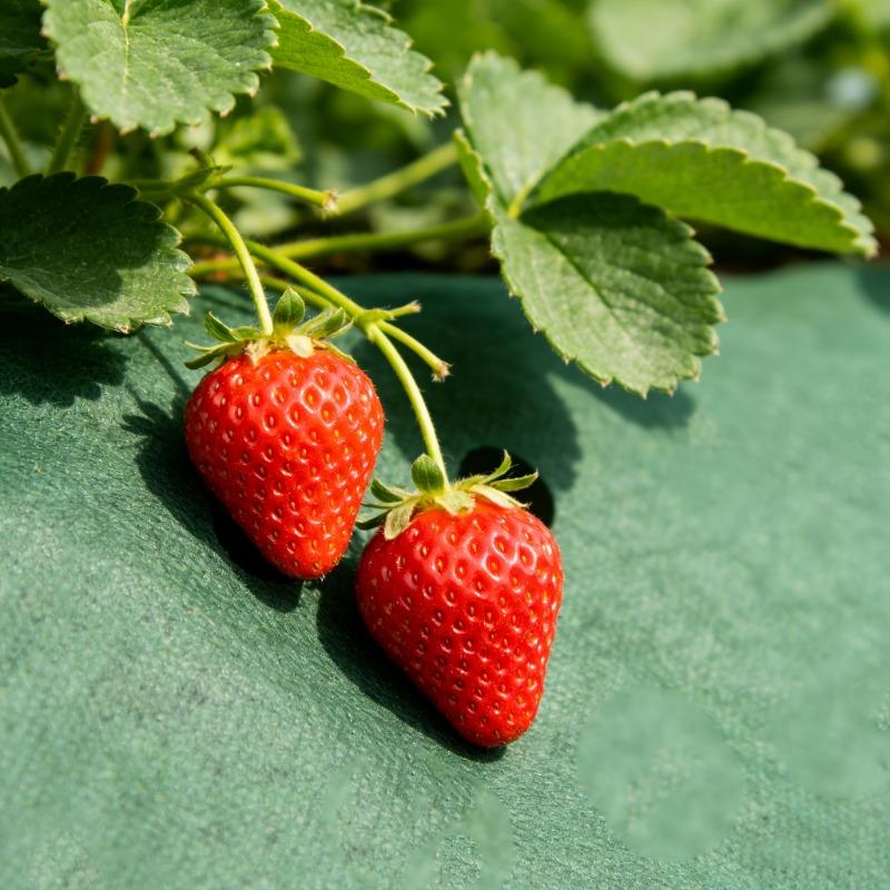 Telo Pacciamante Perforato Resistente a Doppio Strato Adatto per Copertura del Suolo del Giardino, Aiuole per Fragole e Pomodori - Traspirante Permeabile all'Acqua