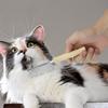 Pet Cat Comb, Wooden Handle, Single-row Comb, Double-row Comb, High and Low Tooth Comb, Smooth Cat Fur