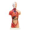 Ideamall Human Anatomy Model, Training, Dissection Puzzle, Educational, Anatomy, Mini, Tabletop, Compact