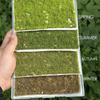 Nylon Miniature Grass Tuft Mini Scale Model Accessory Realistic Simulation Grass Sand Table Mat Hand DIY Craft Material