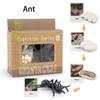 Cycle Figurine Animal Life Cycle Children Toys Simulation Plant Model Animal Growth Cycle Model