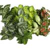 10pcs Hotel Decorative Plastic Simulation Apple Leaf Plant Restaurant Decoration Artificial 24 Leaves Alocasia Green Plants