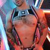 Harness Retro Remix Grey - Breedwell - Harness