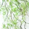 140 cm artificial plant black bone mango vine 1 piece 5 branches home wall hanging ivy green fake flower plant pine needles new