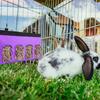 Pet Hay Bag for Rabbit, Guinea Pig, Chinchilla - Hanging Feeder Bag