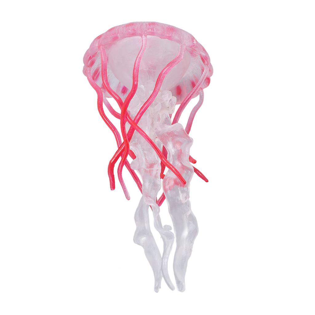 4 Stück Quallen Wachstumszyklus Figur Pädagogisches Spiel Simuliertes Quallenmodell Spielzeug Realistisch