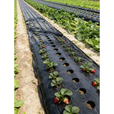 Agricultural Black Biodegradable Mulch Film for Greenhouse Vegetables, High Moisture Retention, Weed Control, Plant Protection M