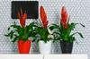 Gray plastic flower pot Cristal 14 x 12 cm
