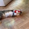 3PCS Cat Toy Faceless Dwarf Doll Grinding Toy Catnips Cat Teether Chewing Toy Interactive Boredom Cat Entertainment Toy