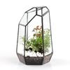 Clear Glass Geometric Terrarium Tabletop Planter Irregular Plant Box Succulent Holder for Indoor Garden
