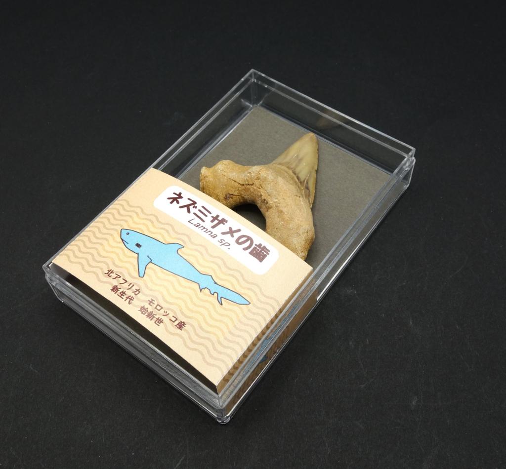 Oherikosha Fossil Shark Tooth in Styrofoam Case