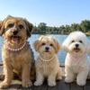 Abbigliamento e scarpe – Accessori per cani